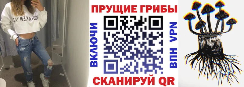 Купить закладки  Качканар  Галлюциногенные грибы Magic Shrooms 